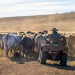 farmer herding cows in a field, angus, wagyu, murray grey, dairy and beef cows and bulls grazing on grass and pasture in a field. organic and free range, being grown on a farm in tasmania australia.