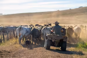 farmer herding cows in a field, angus, wagyu, murray grey, dairy and beef cows and bulls grazing on grass and pasture in a field. organic and free range, being grown on a farm in tasmania australia.